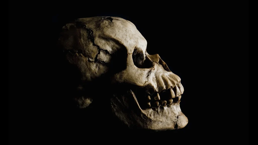Ancient fossil discovery in Ethiopia rewrites human origins Side view ancient human skull.webp.webp