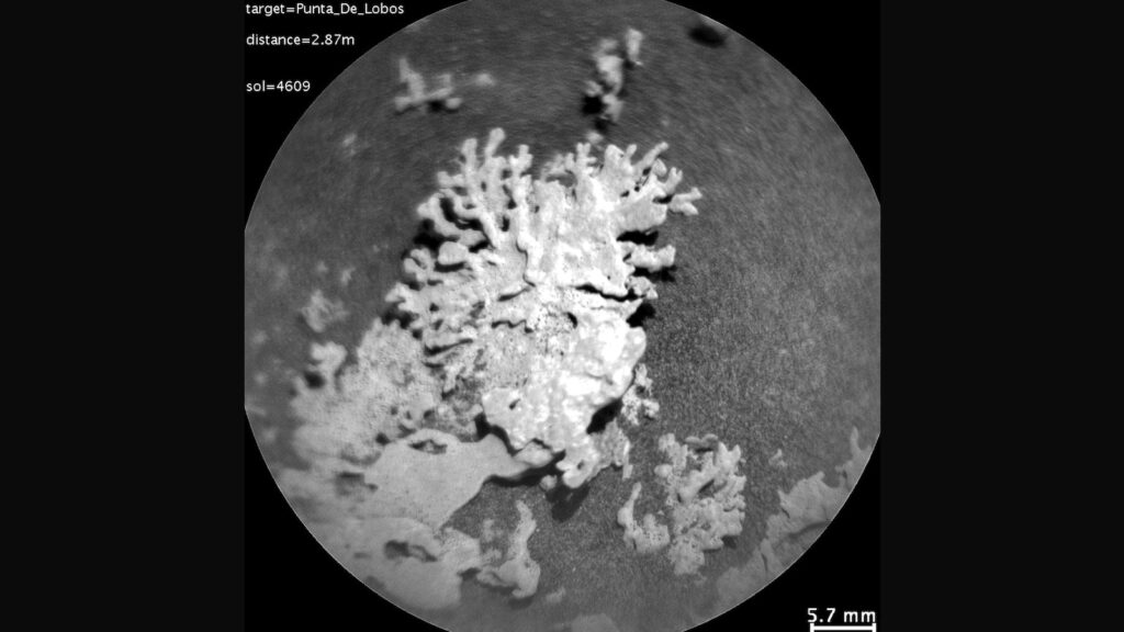 NASA finds coral-shaped rock on Mars that could be billions of years old Space coral main ht jt 250808 1754664752851 hpmain 16x9.jpg