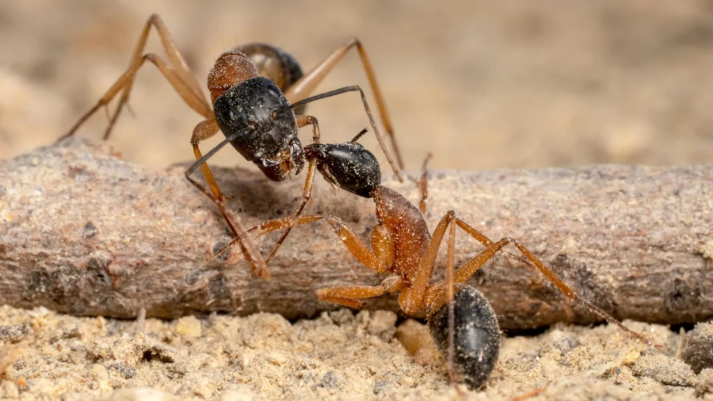 Predator fly unleashes chaotic ant wars that could save coffee Sugar ants battle.webp.webp
