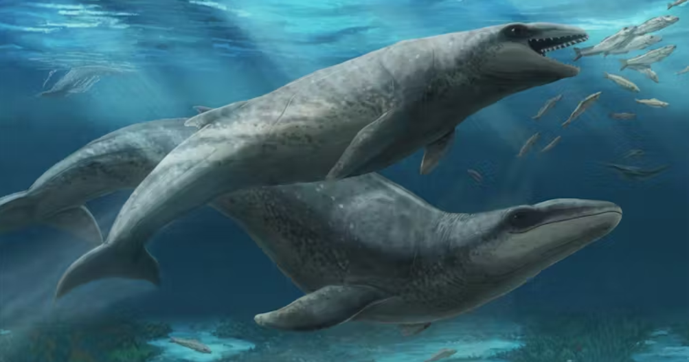 New species of “deceptively cute” but fearsome ancient whale named after local who found its skull on beach Whale screenshot 2025 08 13 072143.png