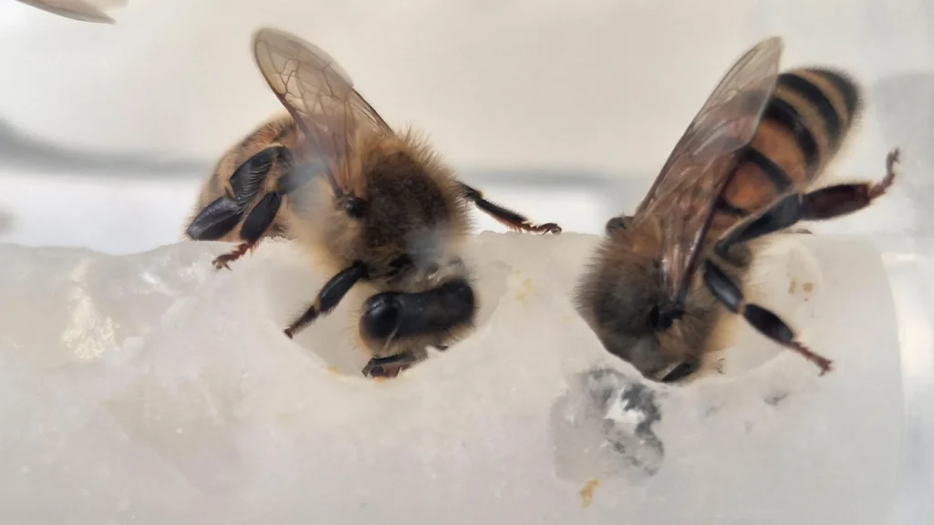 Scientists found the missing nutrients bees need — Colonies grew 15-fold Worker bees feeding.webp.webp