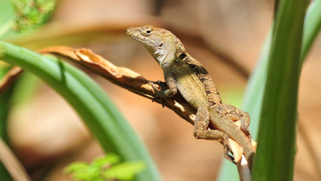 Science NewsThis lizard can tolerate extreme levels of leadCuban brown anoles have the highest blood lead levels of any vertebrate known — three times that of the previous record holder,….18 hours ago 082125 mr lizards main.jpg
