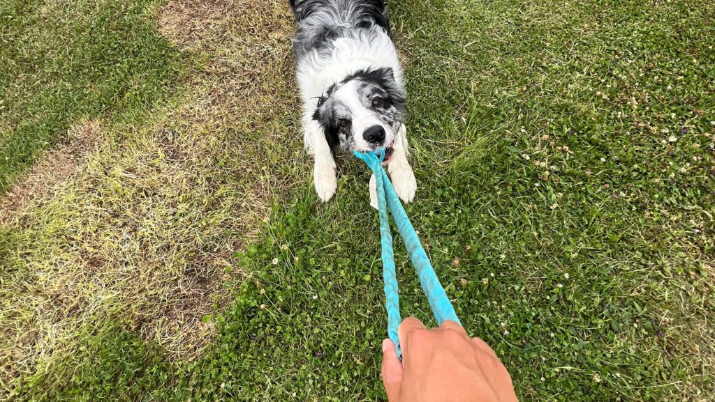091625 jh dogtoys main.jpg