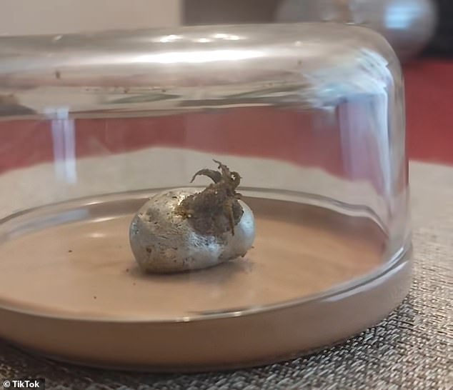 102158097 15100735 just days after posting about finding the meteorite kin shared v a 39 17579666873.jpeg