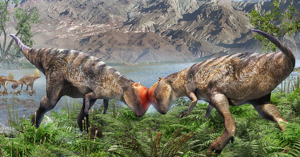 250918 oldest dome headed dinosaur rs 271d02.jpg