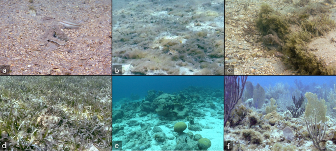 Octopus arm flexibility facilitates complex behaviors in diverse natural environments 41598 2025 10674 fig1 html.png