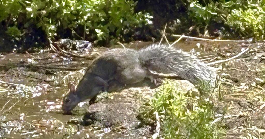 Natural Sightings: A pause that refreshes | Lifestyle 68b6107c5d7d5.image .jpg