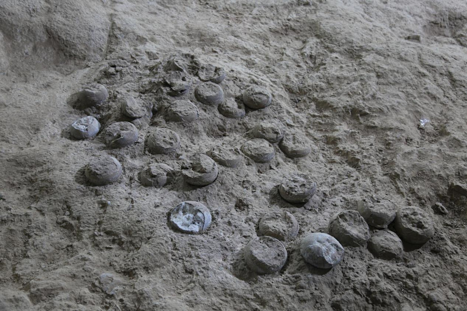 Newly dated 85-million-year-old dino eggs could improve understanding of Cretaceous climate Egg clutch sampled for chronological studies. credit dr. bi zhao.jpg