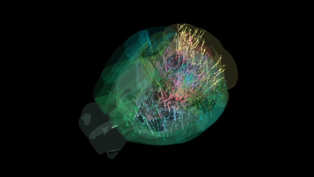 Map of 600,000 brain cells rewrites the textbook on how the brain makes decisions Yodmpuscjctvcjjtyybbje.jpg