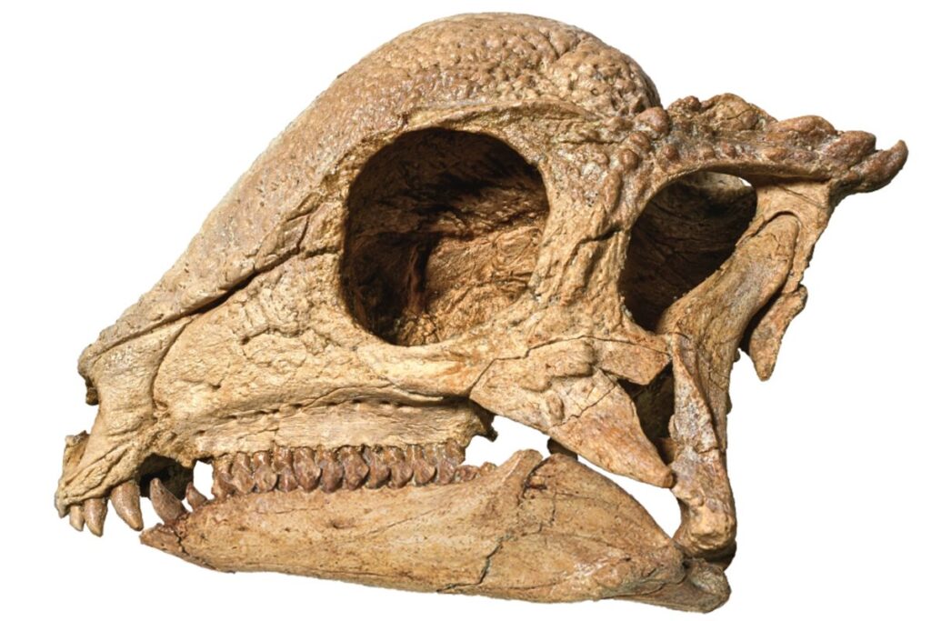 Z. rinpoche skull.jpeg