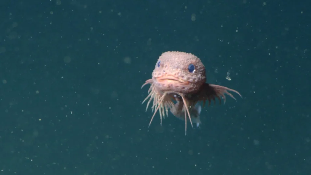 Bumpy snailfish careproctus colliculi.webp.webp