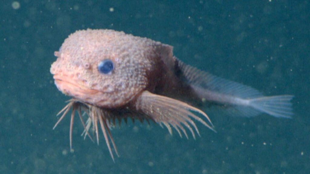 Scientists discover adorable new ‘Bumpy Snailfish’ 13,000 feet under water Bumpysnailfish.jpg