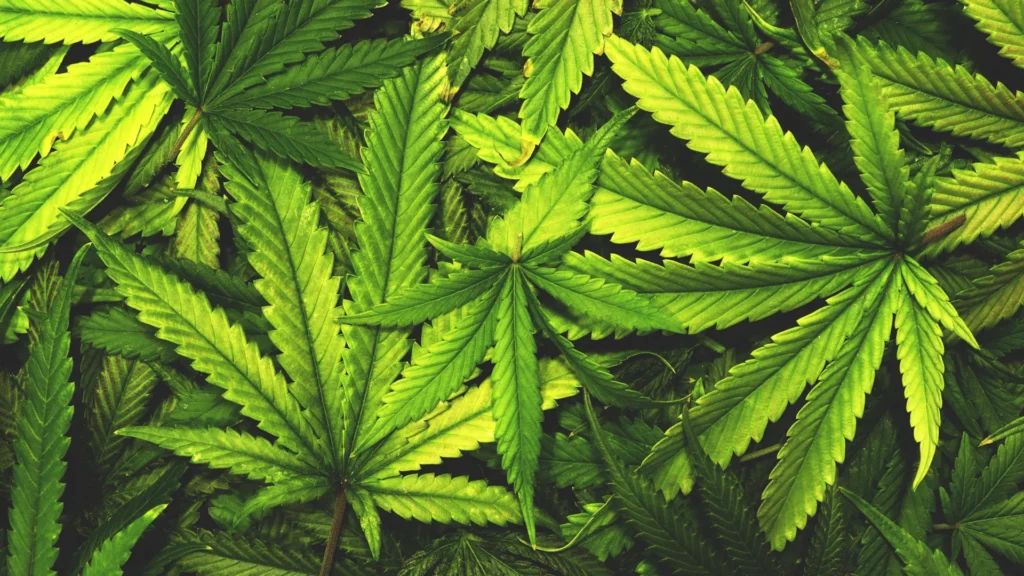 Don’t toss cannabis leaves. Scientists just found rare compounds inside Cannabis leaves vintage marijuana.webp.webp