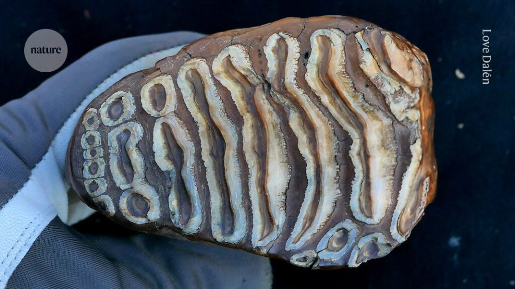 bacterial community discovered in mouth of ancient mammal D41586 025 02799 x 51412842.jpg