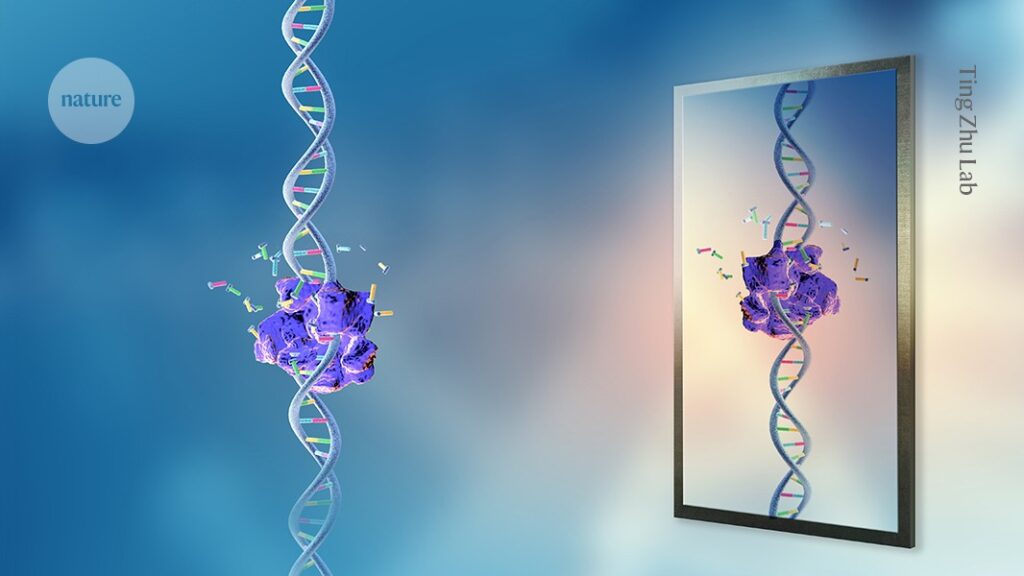 How should ‘mirror life’ research be restricted? Debate heats up D41586 025 02902 2 51441384.jpg