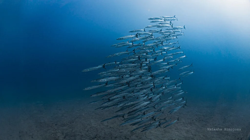 Panama’s ocean lifeline vanishes for the first time in 40 years Fish school.webp.webp