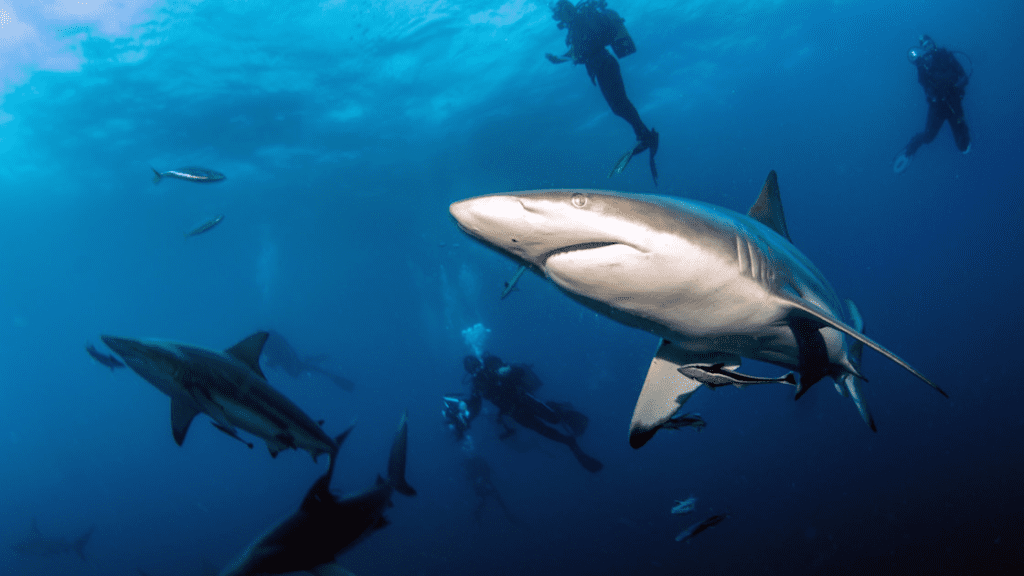 Meat from critically endangered sharks is commonly sold under false labels in the US Frontiers marine science blacktip shark critically endangered shark meat sold.png