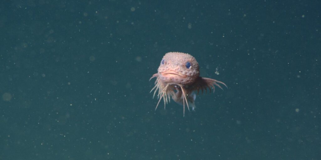 Advanced underwater technology reveals a new species of deep-sea snailfish Mbaris advanced underw.jpg