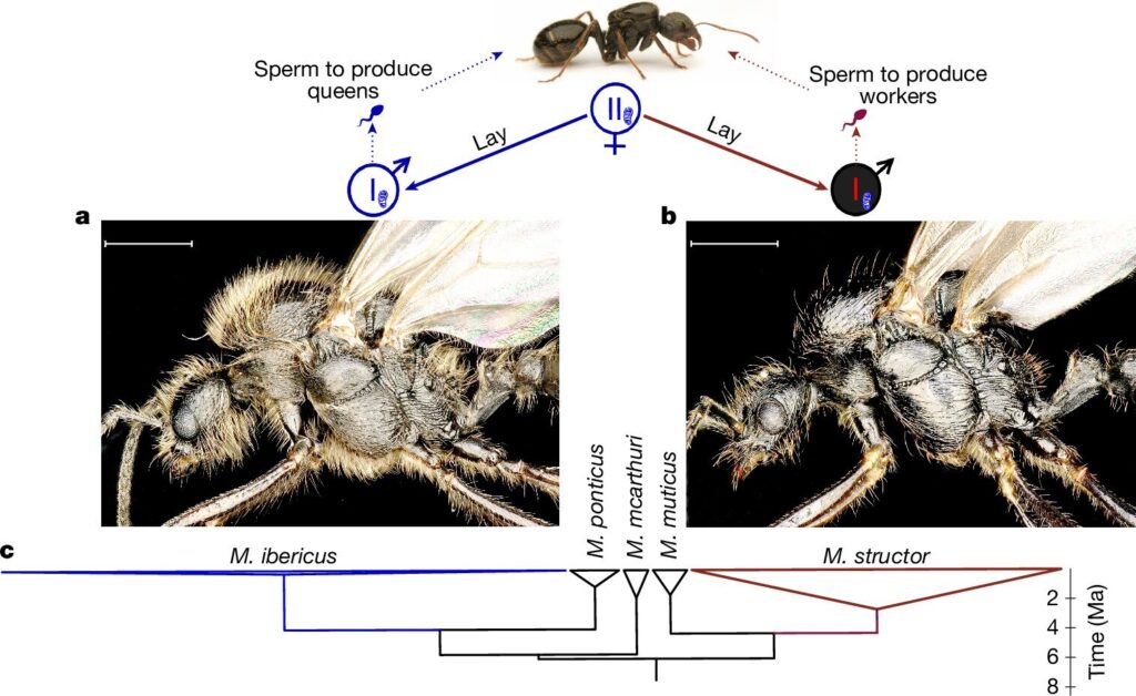 Ant species clones workers; a primordial black hole candidate; an anti-tumor carotenoid Saturday citations ant.jpg