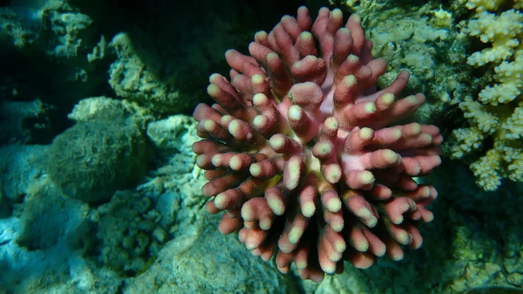 Even the toughest corals are shrinking in warming seas Smooth cauliflower coral stylophora pistillata.webp.webp
