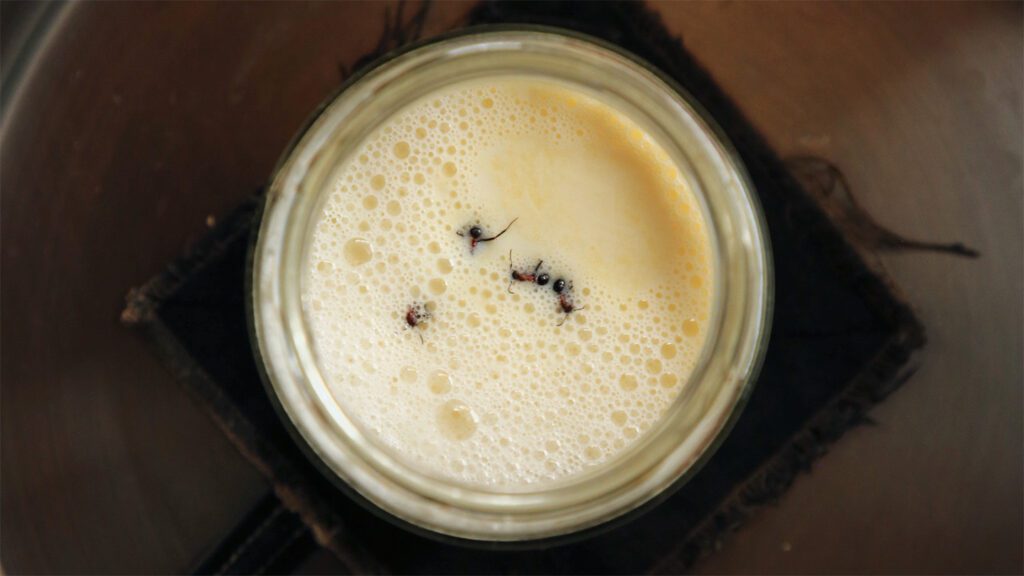100325 eg ant yogurt feat.jpg