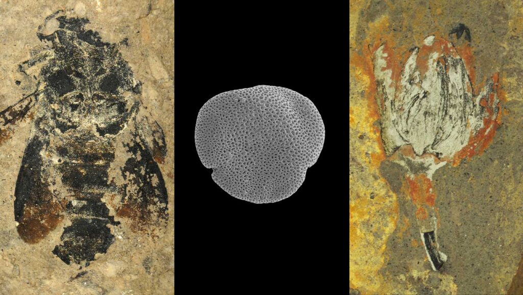 100625 tb earlybeefossils feat rev1.jpg