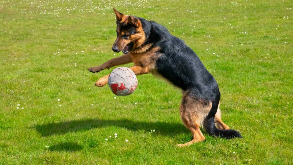100825 ls dogs.jpg