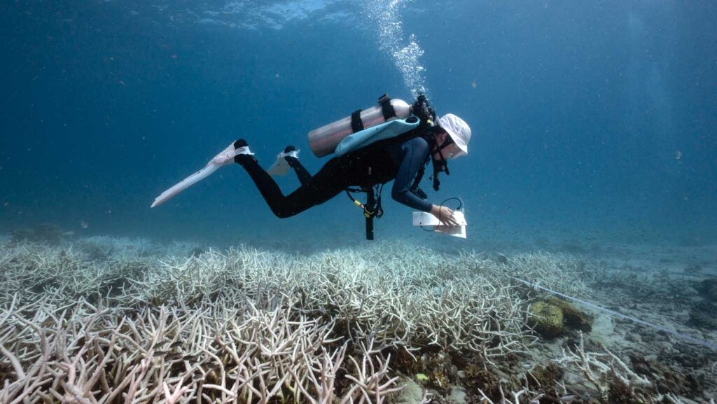 101025 cg coralreef feat.jpg