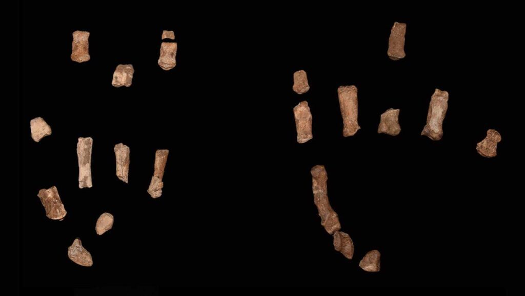 101425 bb hominidhands main.jpg