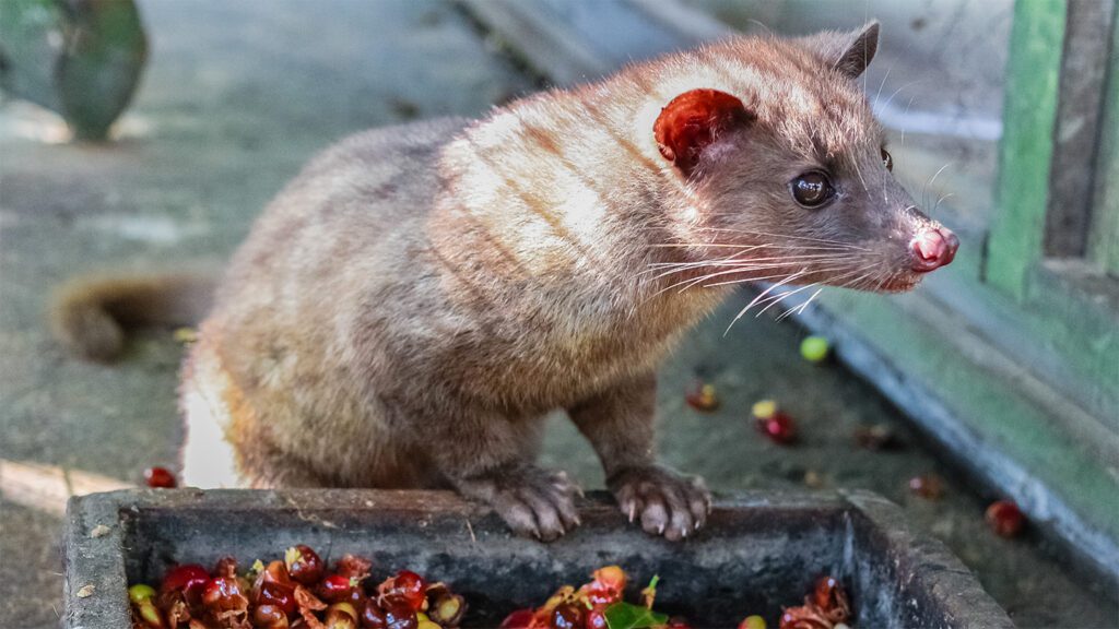 102225 cg civet coffee feat.jpg