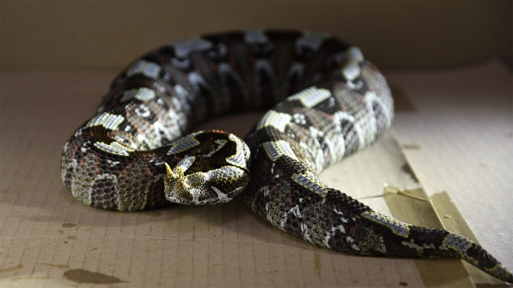 102225 eg snake strike feat.jpg
