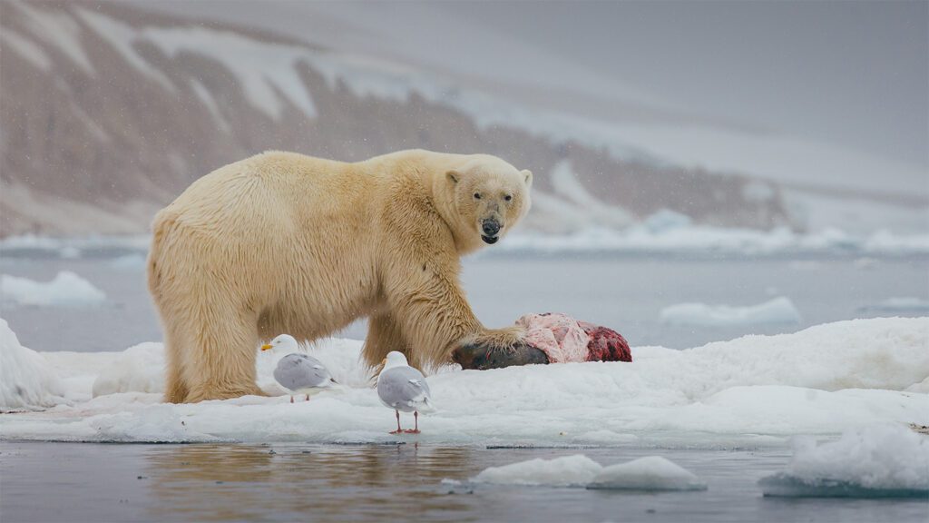 Polar bears provide millions of kilograms of food for other Arctic species 102425 gt polar bear leftovers feat.jpg