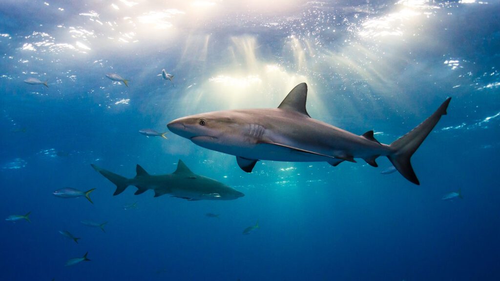 1440 shark explainer feat.jpg