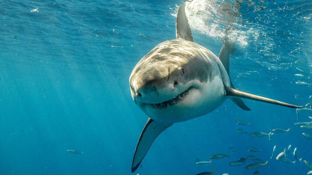 1440 sharks in danger feat.jpg