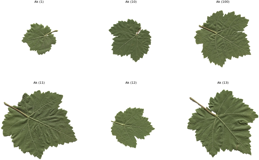 Improved image recognition helps identify different grape leaf varieties 15792 main.jpg