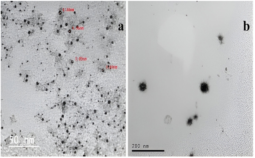 Garlic and Gum Arabic nanoparticles protect stored grains from beetle damage 15848 main.jpg