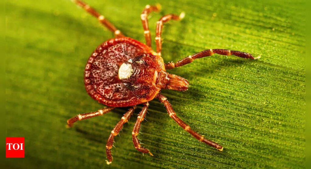 Just one bite from this insect can make you allergic to meat for life 1761502161 photo.jpg
