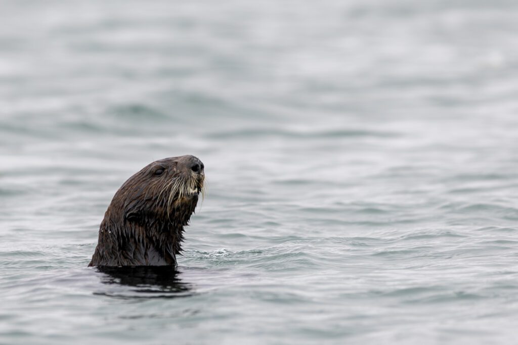 250916 seaotters gh 3 kqed.jpg