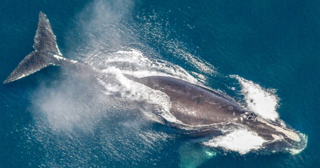 251021 north atlantic right whale ch 1235 efde8c.jpg