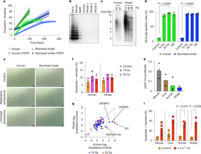 Evidence for improved DNA repair in long-lived bowhead whale 41586 2025 9694 fig1 html.png