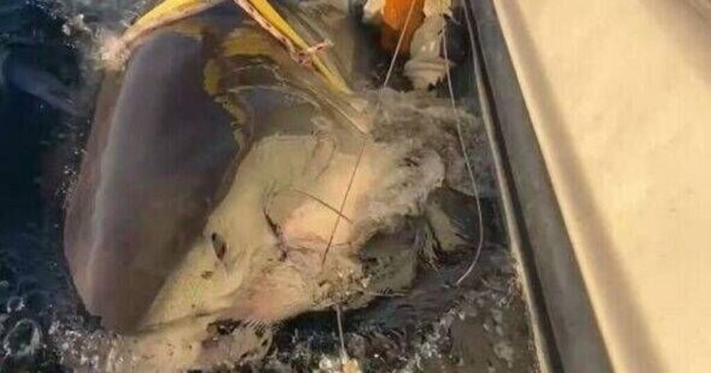447918.jpg