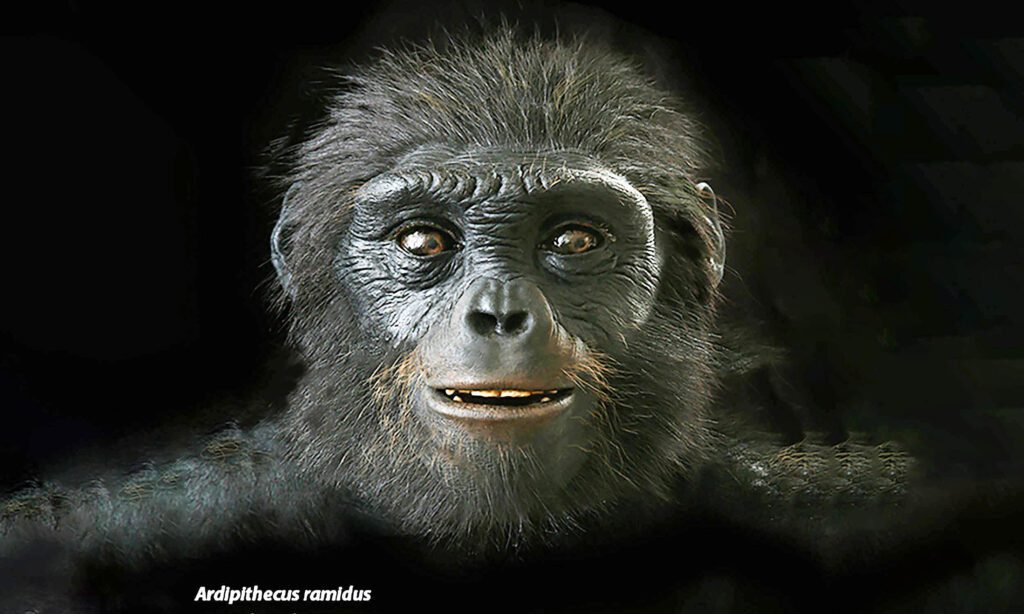 Ardipithecus ramidus ape like human ancestor mchenry college 1m.jpg