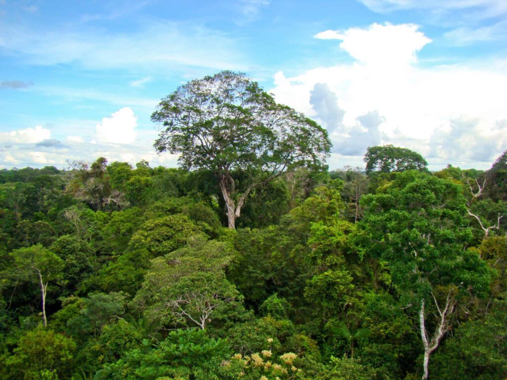 Brazil nut tree in the rainforest scaled.jpg