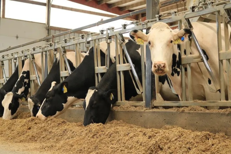 Dairy Cows’ Second Career: Maximizing Cull Value & Welfare 🥩 Dairy cows second career maximizing cull value welfare.jpg