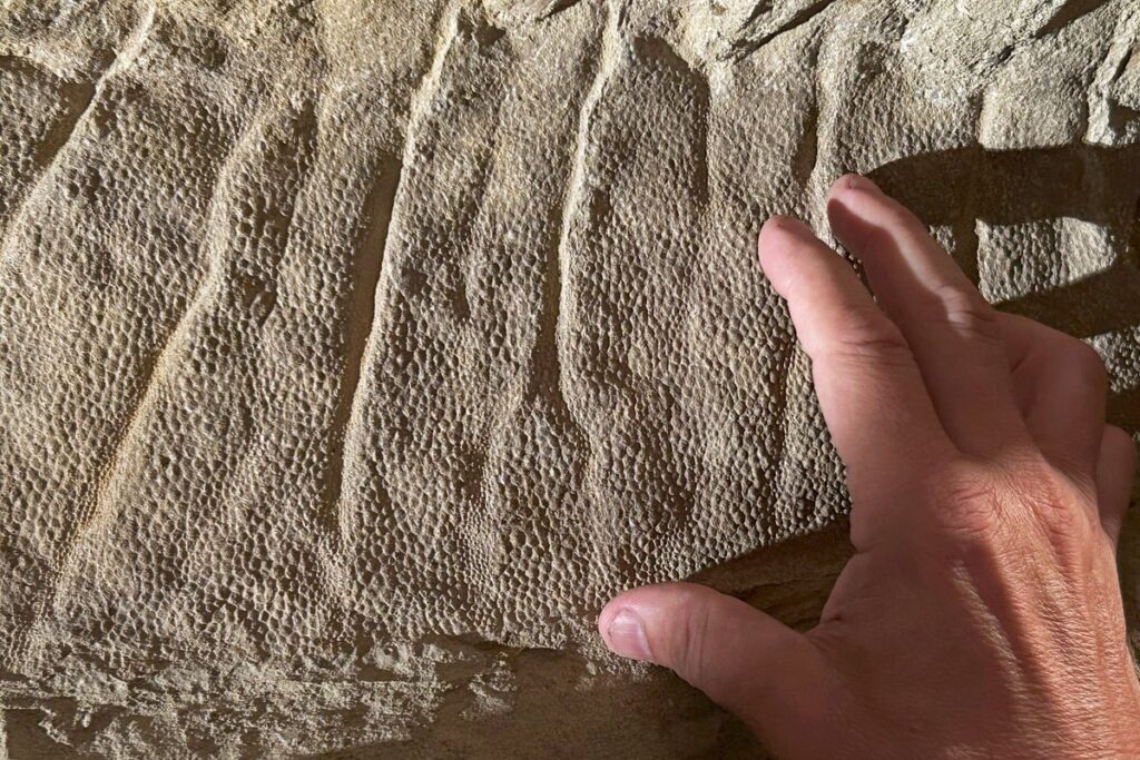 New research challenges long-held theory about dinosaurs before asteroid hit Dinosaur mummies 76119.jpg