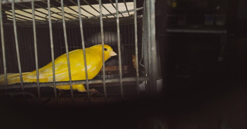 Jeff Minick: ‘The canary in the coal mine of culture Alabama political news canary.jpg