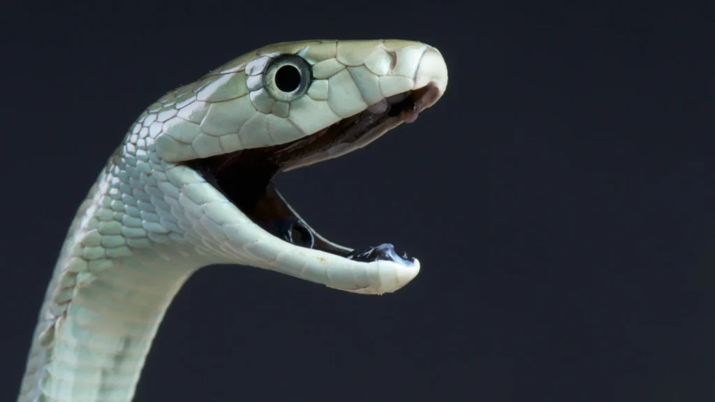 Biting black mamba.webp.webp