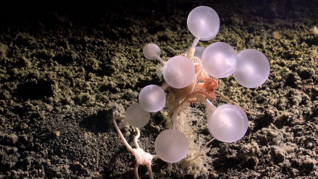 Dozens of new species, including carnivorous ‘death ball’ sponge, discovered in Southern Ocean Carnivorous sponge ht jef 251029 1761759050300 hpmain 16x9.jpg
