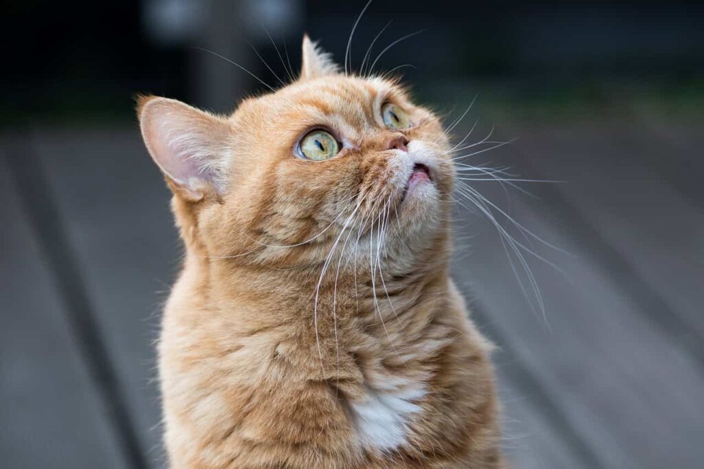 Cat 4098058 1280.jpg