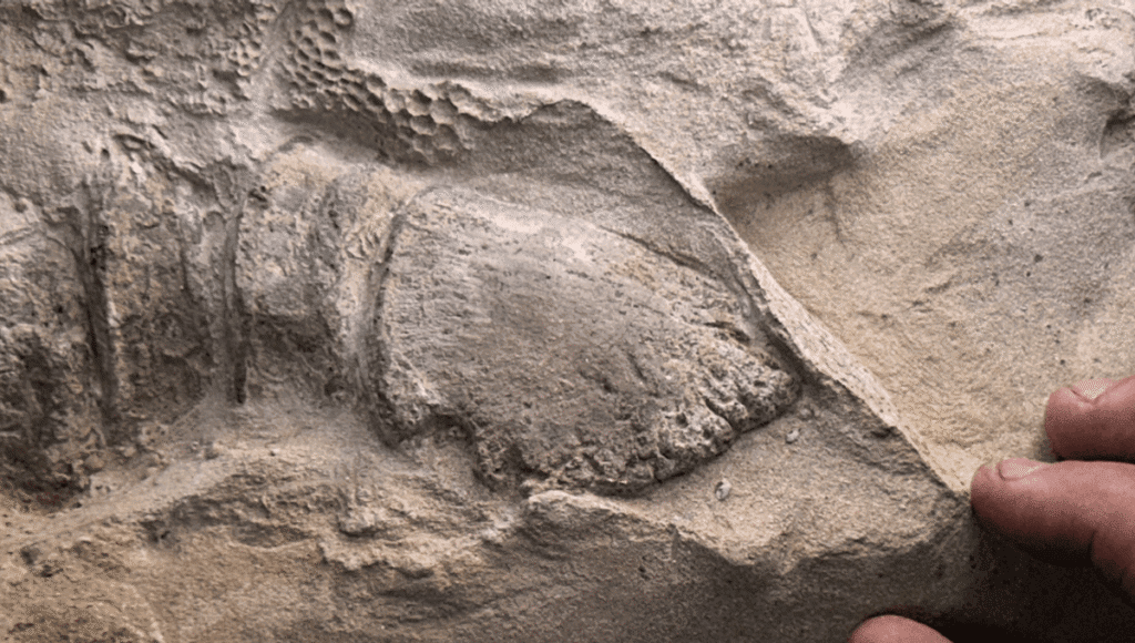 66-Million-Year-Old Dinosaur Mummies Reveal Some Dinosaurs Had Hooves Dinosaurs had hooves meta.png